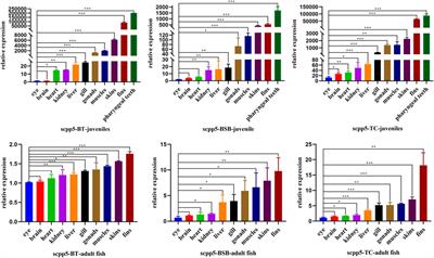 Spatiotemporal characteristics of the pharyngeal teeth in interspecific distant hybrids of cyprinid fish: Phylogeny and expression of the initiation marker genes